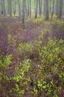 USA, New Jersey, Pine Barrens National Preserve. Forest scenic in spring. Art Print